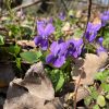 viole comuni al podere millepioppi